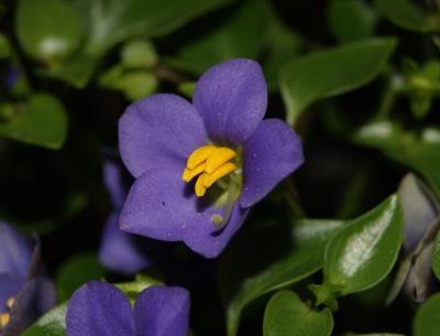 Exacum affine - بنفشه ایرانی